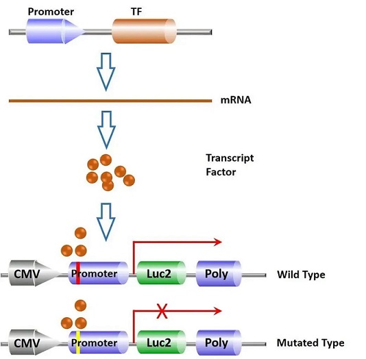 miRNA��3'UTR�໥���ü��