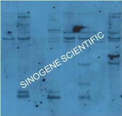 southern �ӽ�ʵ����