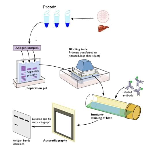 western blot����·��